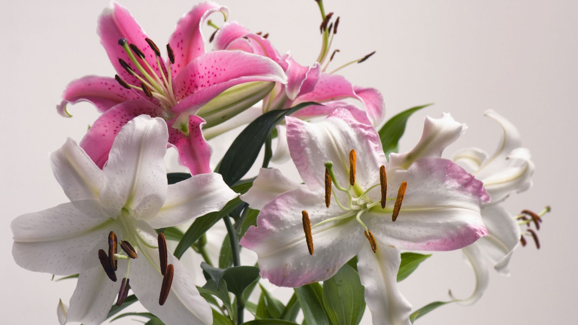 Ý Nghĩa Của Hoa Bách Hợp Theo Màu Sắc